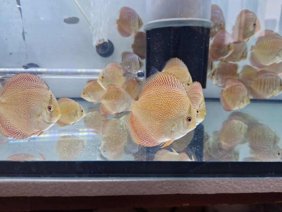 Discus Super Pantera