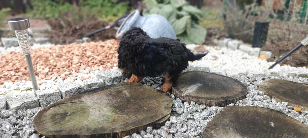 Suczka pudel miniaturowy z metryką