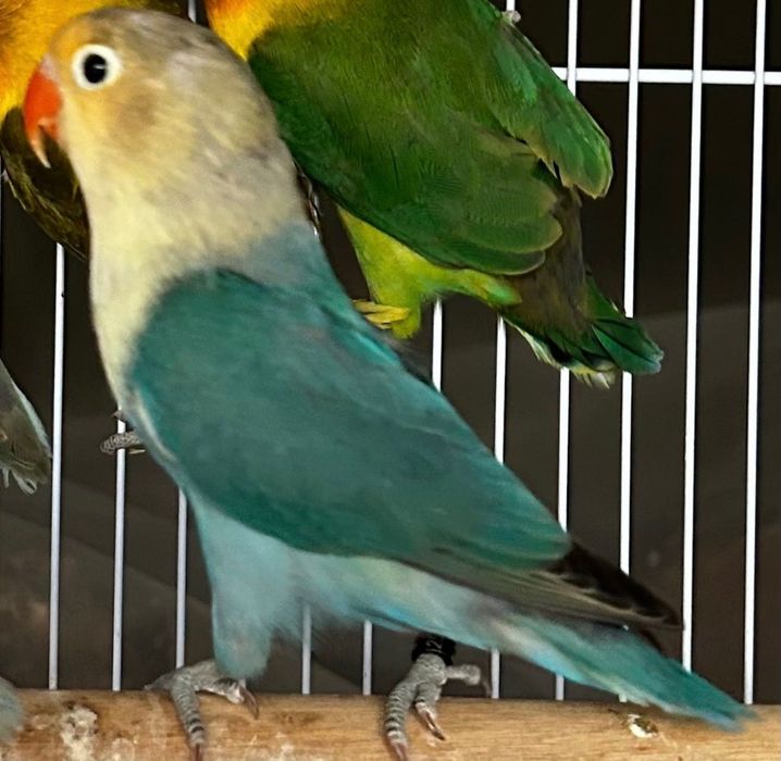 Agapornis Fischeris