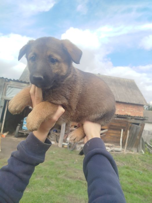 Віддам в добрі руки є дві дівчинки