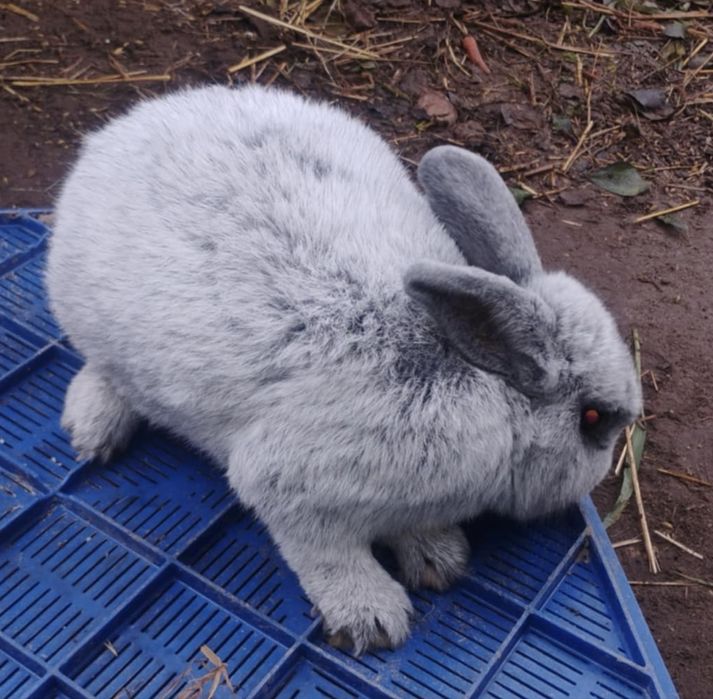 Sprzedam nowozelandy WSJ