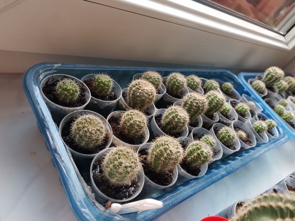 Kaktus kaktusy rozsady