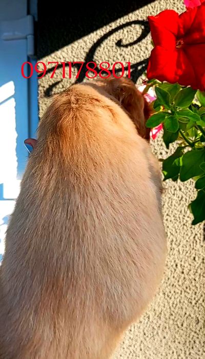 Англійські чистокровні кокер-спанієлі, золотого кольору, телефонуйте