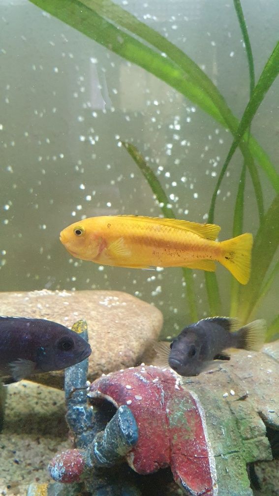 Casal jonhani com 6/7cm