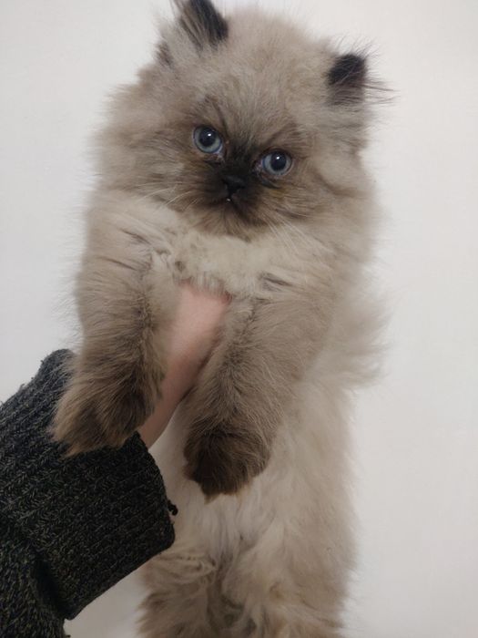 Персидский кот, хлопчик