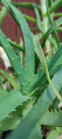 Aloes - Aloe vera