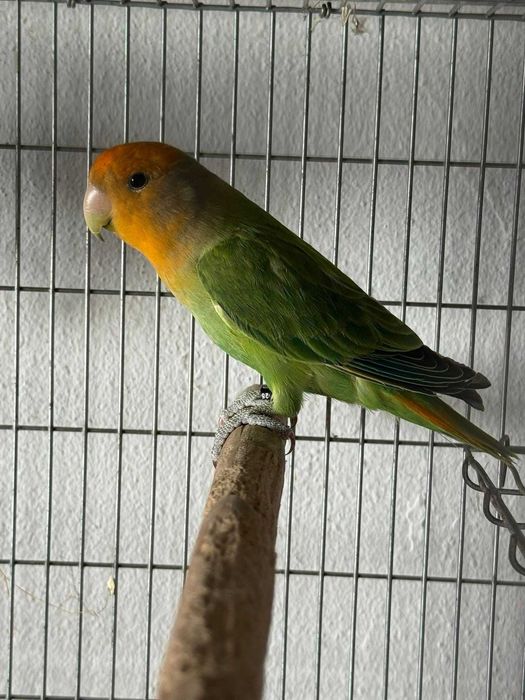 Agapones  possibilidade de ser casal ou individual aves muito bonitas