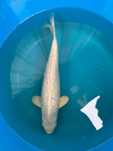 Carpa Koi PURACHINA 30cm Japonesa SAKAZUME Koi Farm