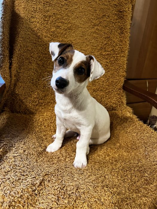 Jack Russell Terrier