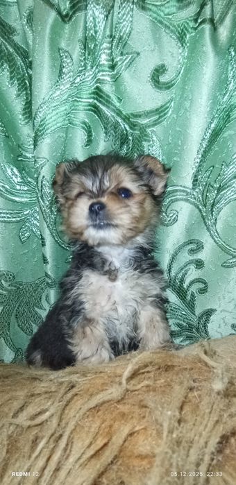 Хлопчик міні йорк