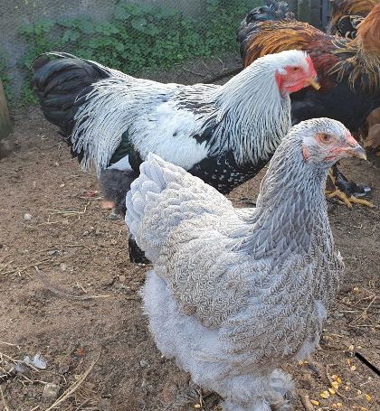 Ovos para Incubação de várias raças e pintos BRAHMA