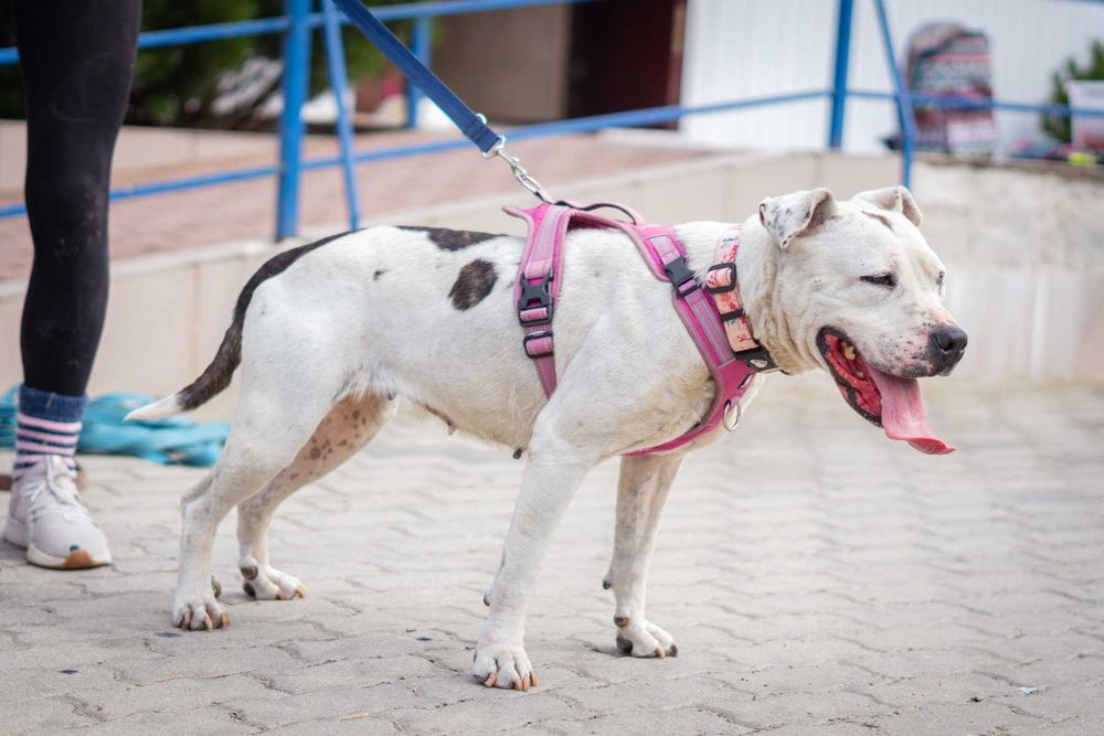 Porzucona i zaniedbana Lady szuka domku