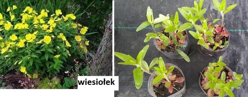 Byliny: zestaw odętka orlik, wiesiołek, gailarda, tojeść,przegorzan
