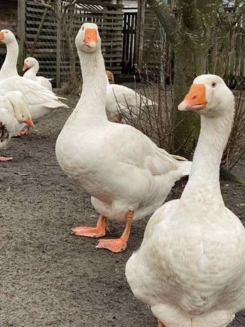 Гуси, мамути, гуси