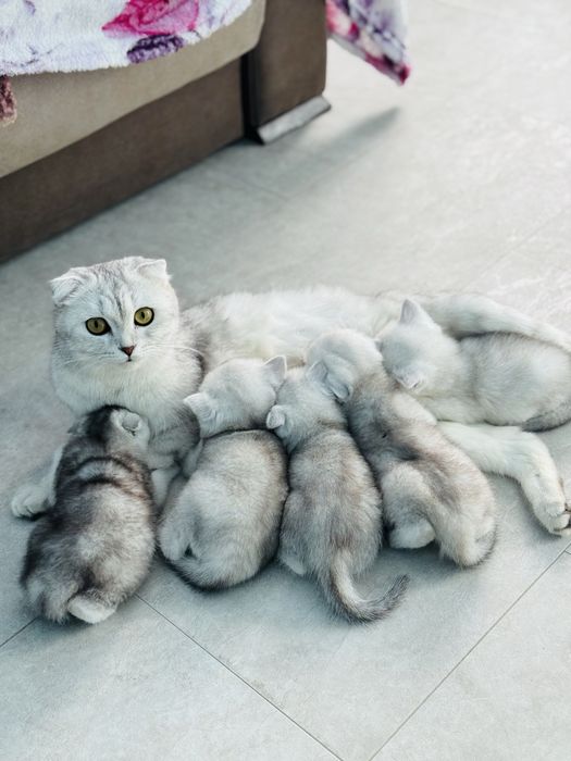 Шиншили. Веслоухі і прямовухі. Скотіш Страйт і Фолд