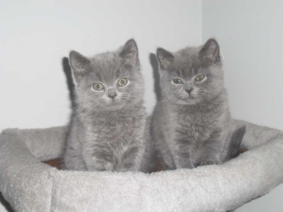 Kot Koty Brytyjskie Gdańsk