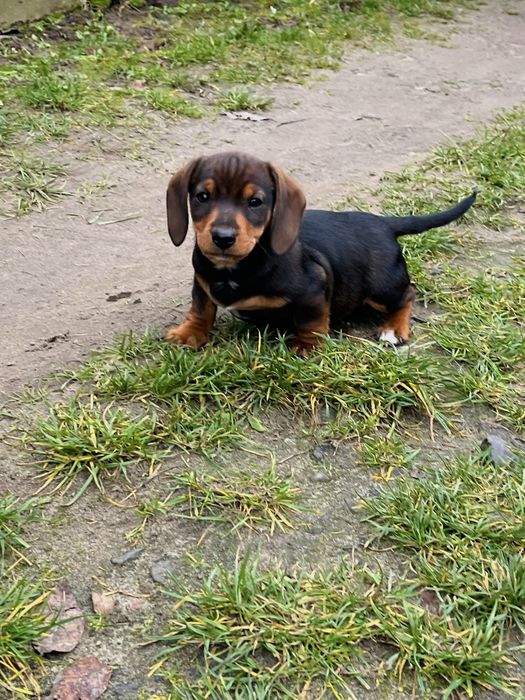 Такса , цуценя, чудовий хлопчик