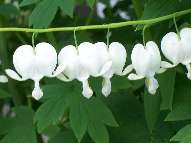 Serduszka okazała Alba -Flora Szczecin