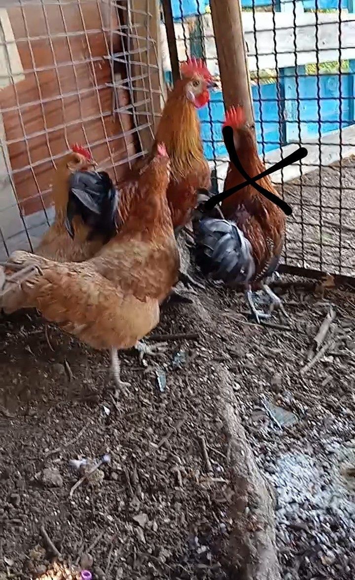 Boas vendo junto duas galinhas e um galo coquichos