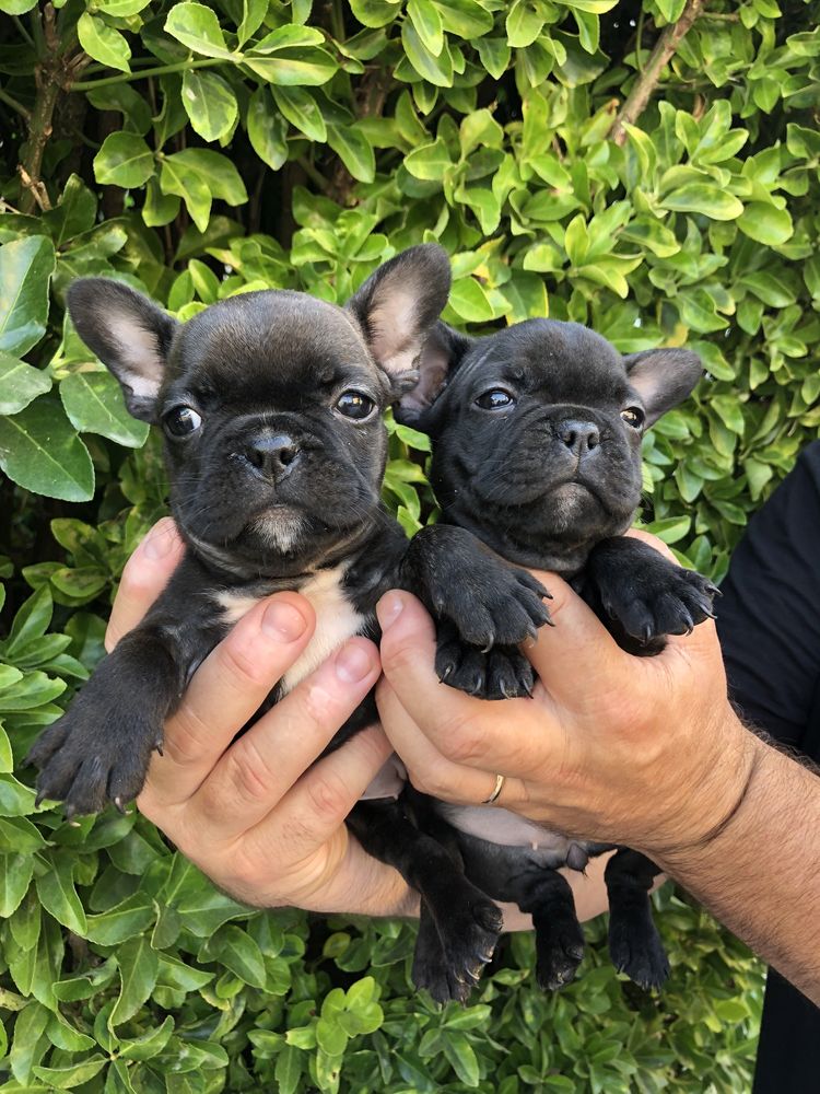 Bulldog Frances Exotico