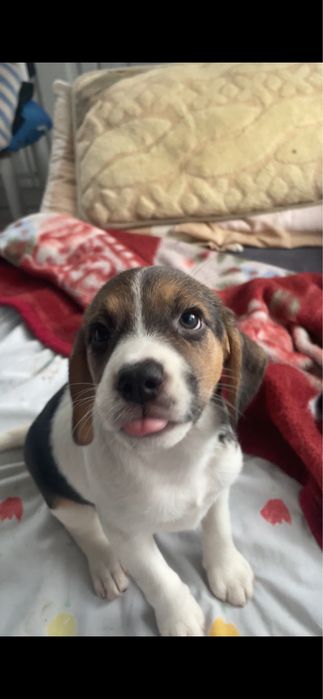 Beagle i beagle z owczarkiem australijskim