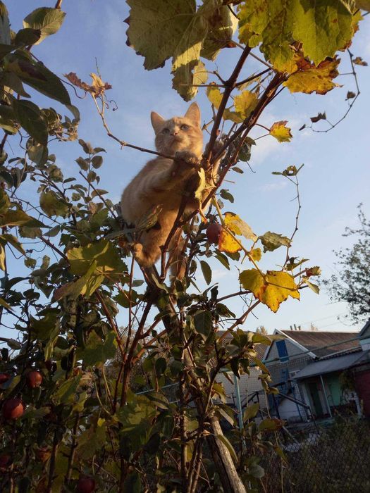 Черенки винограда более 100 сортов