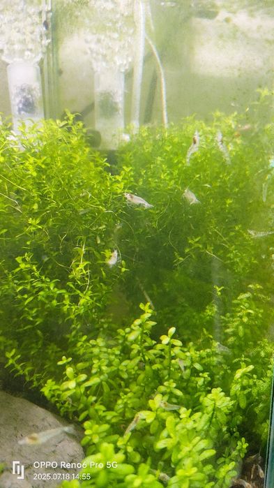 Krewetki white pearl 10 sztuk
