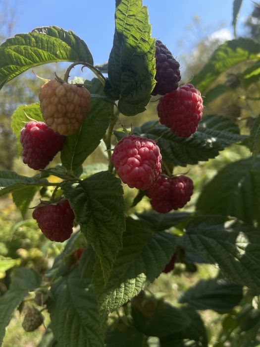 Sprzedam sadzonki maliny jesiennej Poemat, Sugana, Joan Jay i letnie