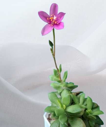 Сукуленти і кактуси з домашніх умов