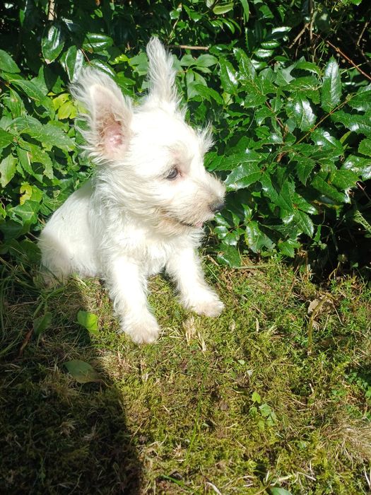 West  highland terrier white