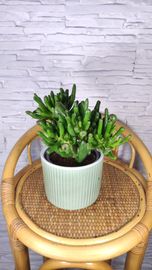 Uszy Shreka crassula hobbit