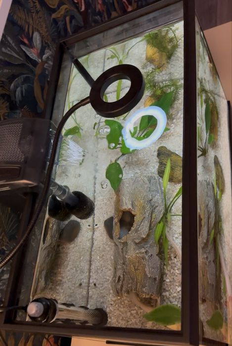 Aquario completo 60L