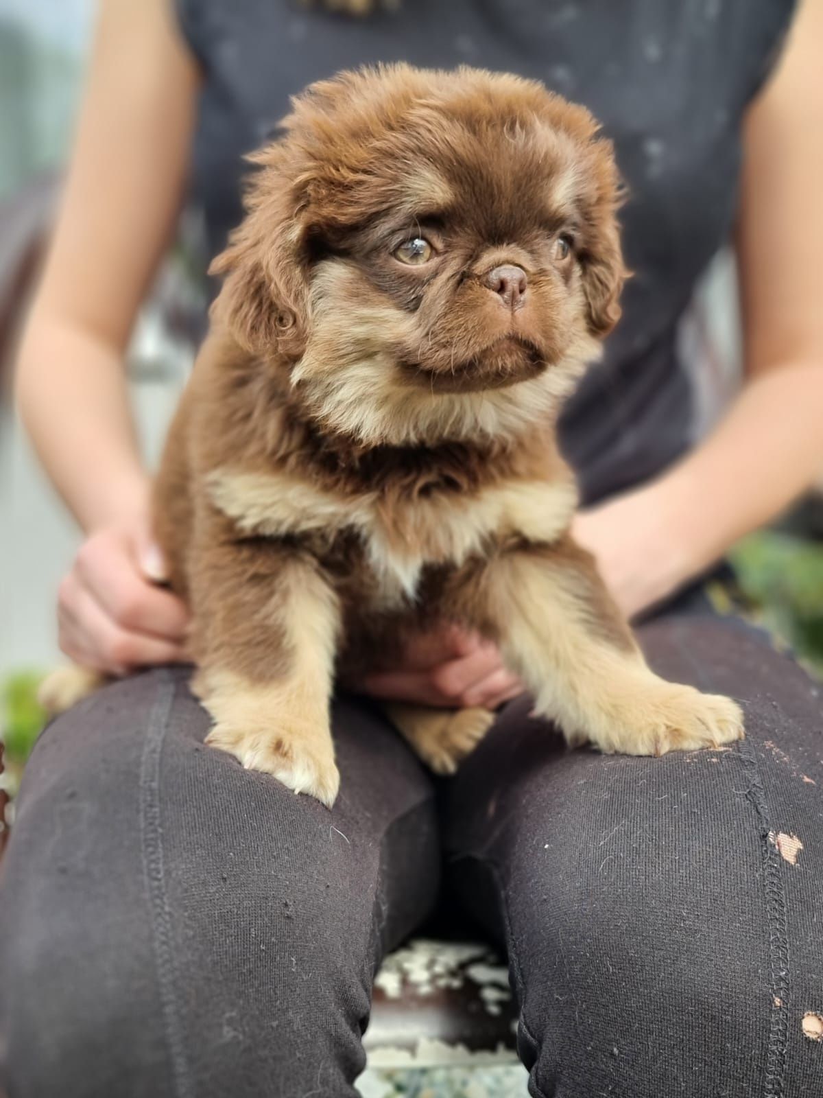 MOPS choco tan piesek szczeniak dwumiesięczny do odbioru