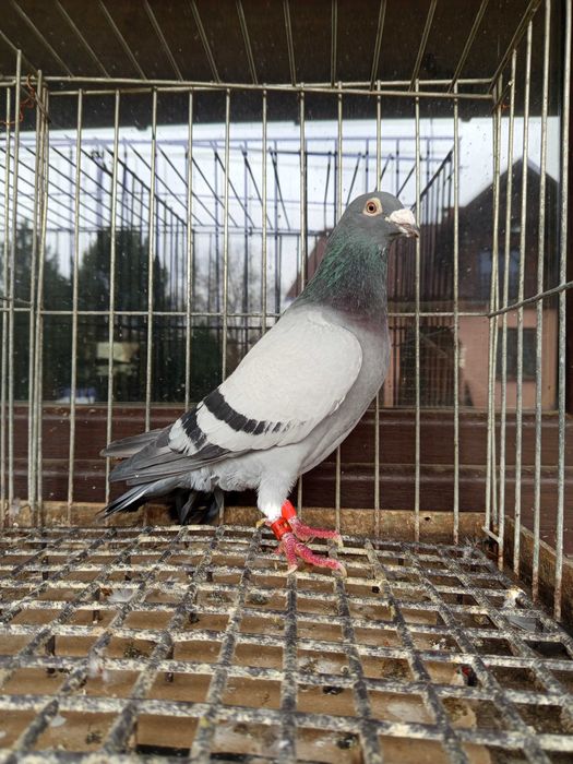 Gołębie pocztowe org.Kosut