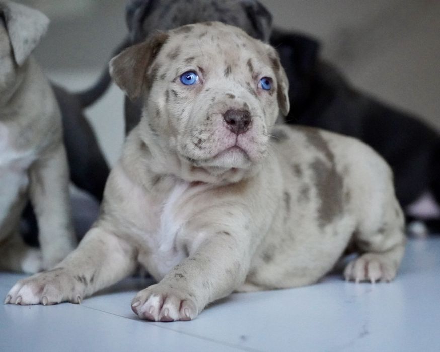 American Bully XL ABKC