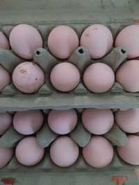 Jajka jajeczka legowe od zielononozki sztuk 20.