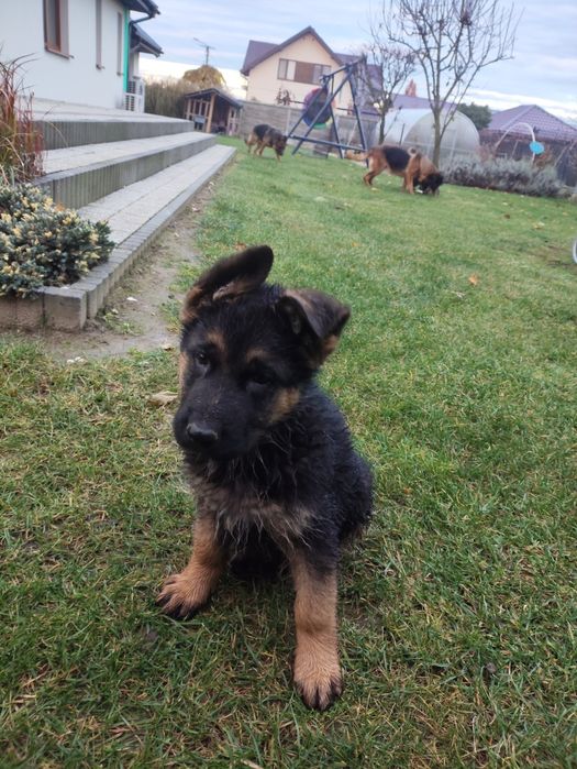 Owczarek niemiecki zkwp