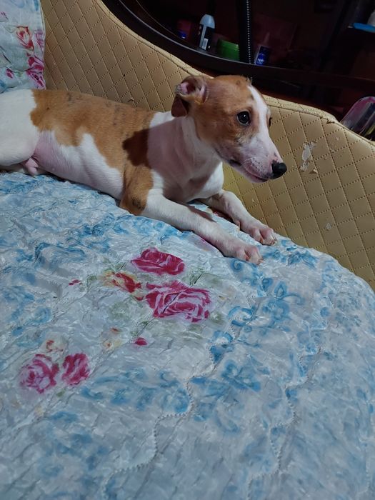 Chart Angielski Whippet  piesek