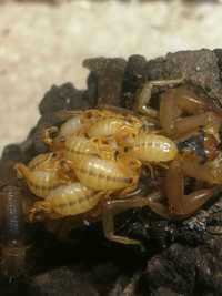 Skorpion, ptasznik Heterometrus/Avicularia/Babycurus/Chaerilus