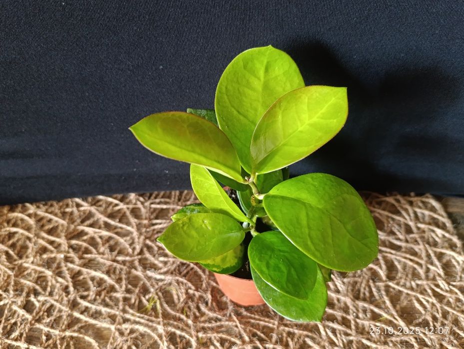 Hoya        Хойа