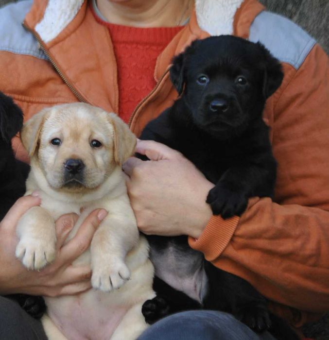 Labrador Retriver com LOP