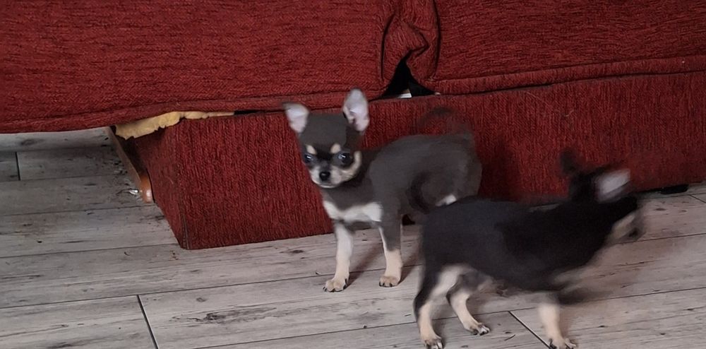Chihuahua niebieska suczka