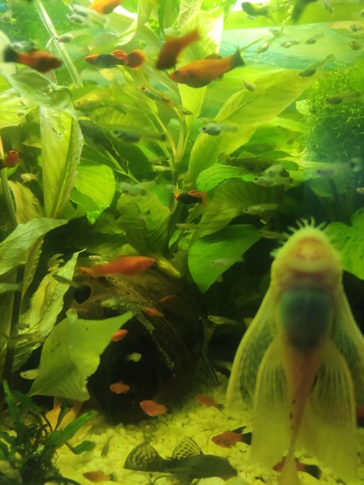 Sprzedam roślinkę hygrophilia karybosa