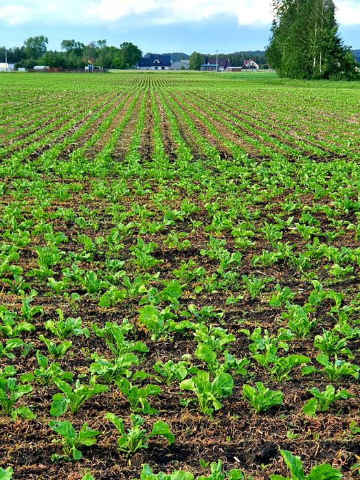 Usługi siewu rzepak.Siew pasowy Czajkowski ST600, strip-till