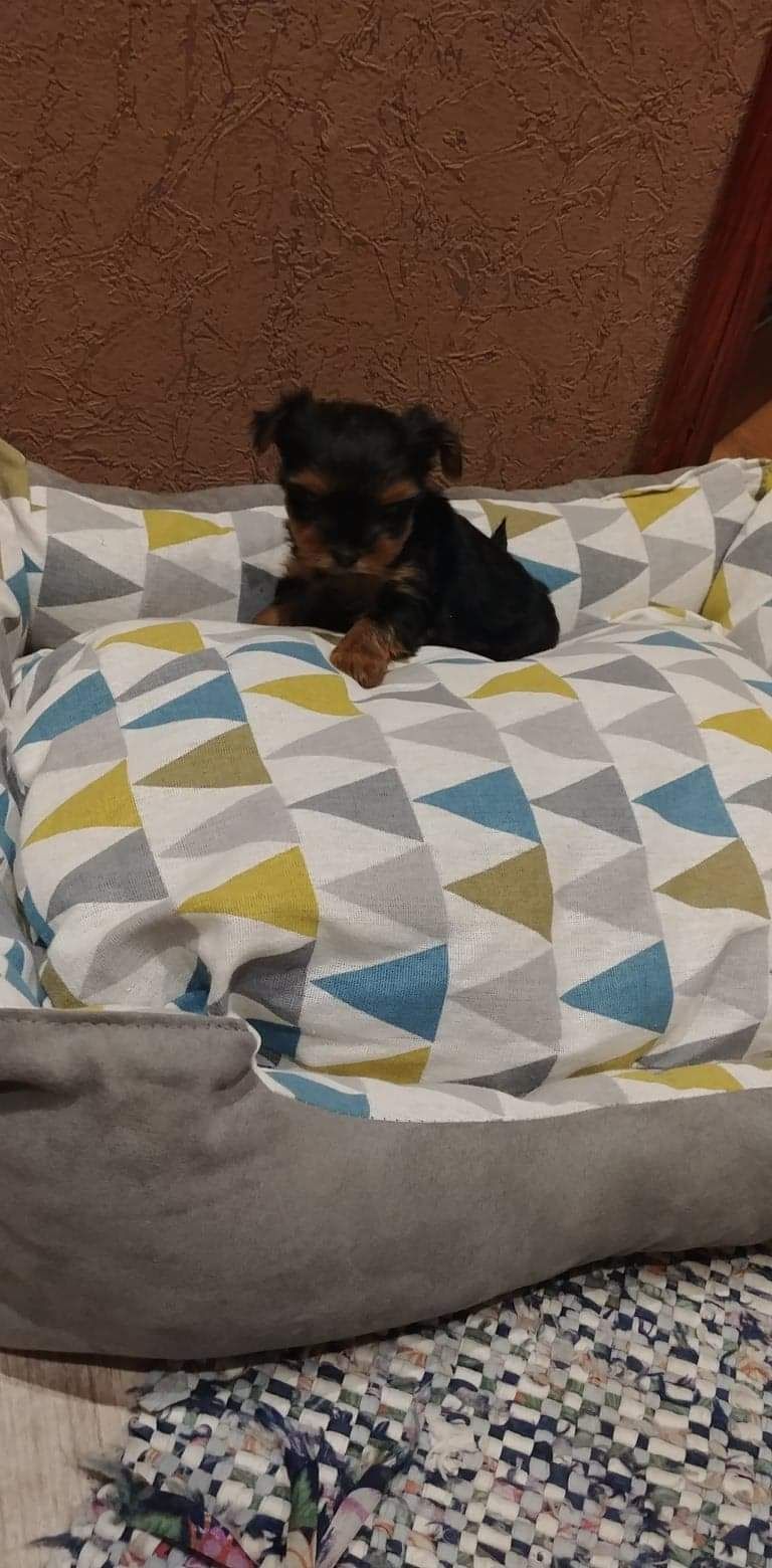 Yorkshire terrier Jork YORK platynowo srebrne Rodowód c