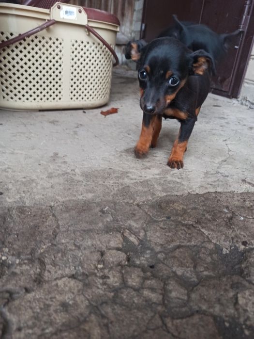 Собаки породи цвергпінчер