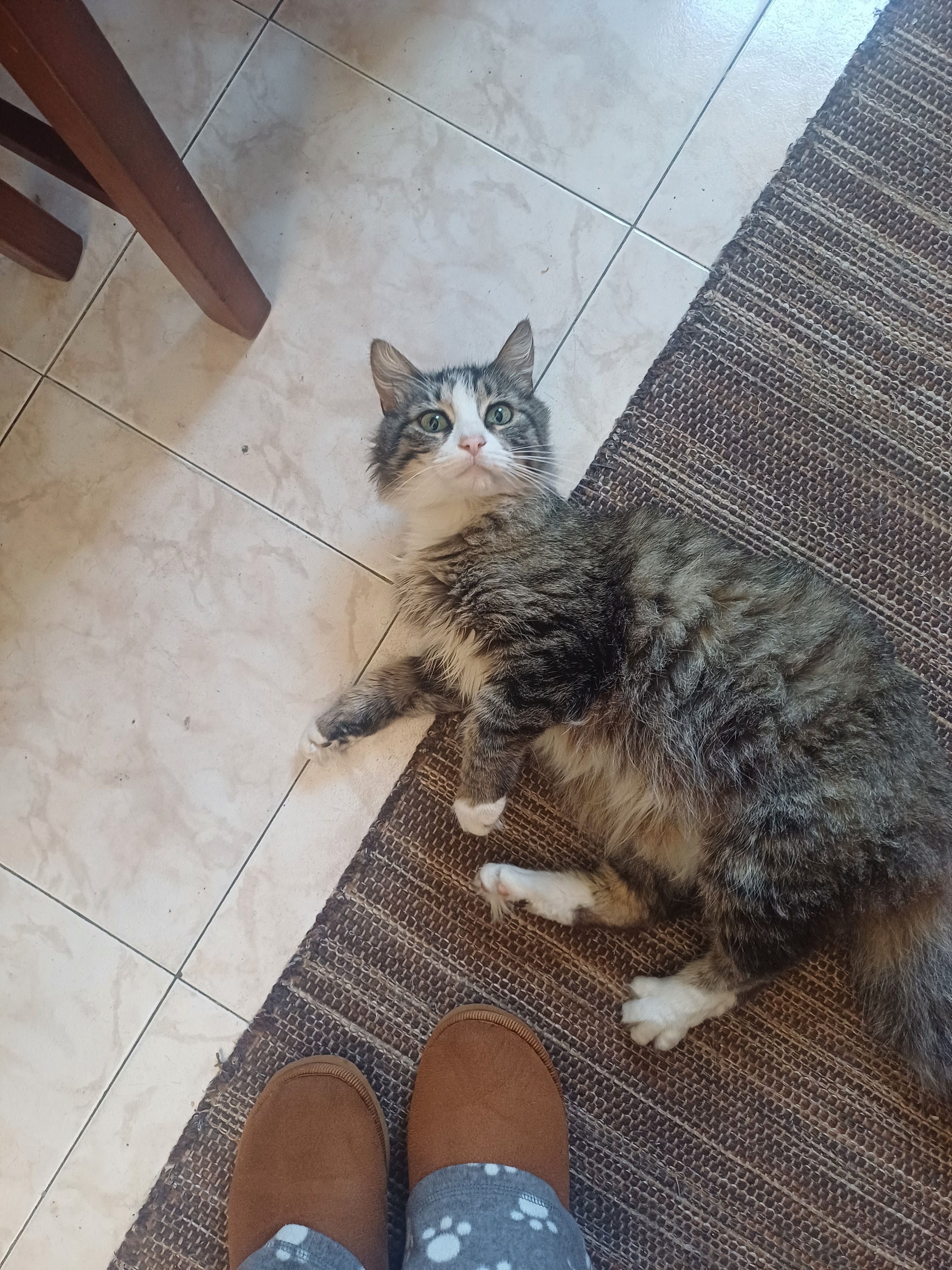 Gatinha de 11 anos