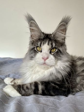 Wyjątkowy Maine coon