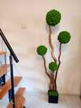 Duże Drzewko Bonsai.1,5m. z mchu chroboteka. Mech  Reniferowy.