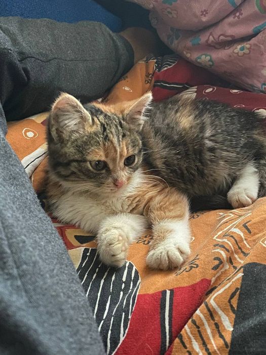 Віддам кошеня в хороші руки!